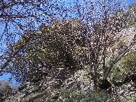qua Rocca20100328 030